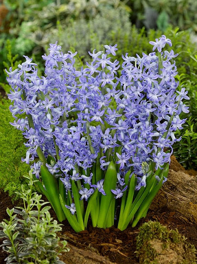 Hyacinthus Orientalis 'Blue Festival', Hyacinth 'Blue Festival', Multi-flowering Hyacinth, Dutch Hyacinth, Hyacinthus Orientalis, Hyacinthus Multiflora, Spring Bulbs, Spring Flowers, blue hyacinth, blue flower